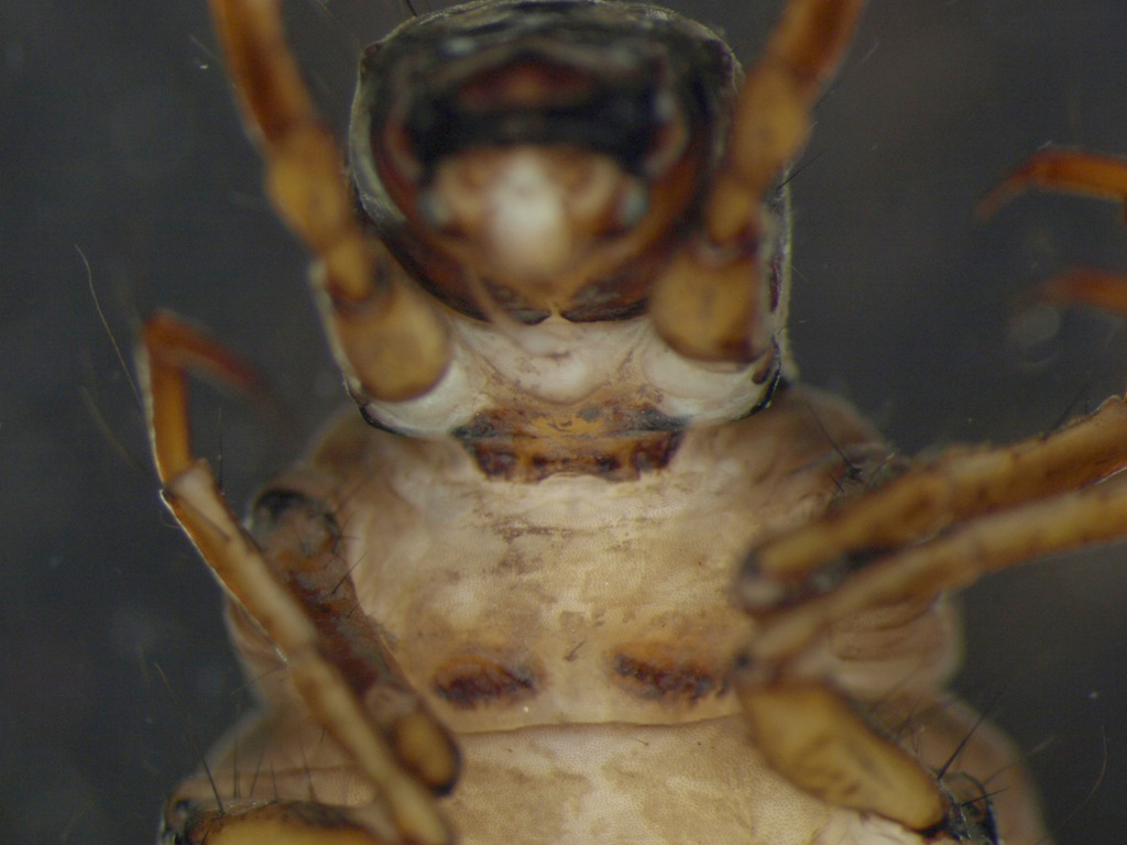 Limnephilus flavicornis 2